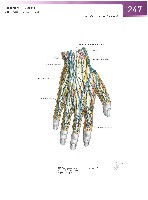 Sobotta Atlas of Human Anatomy  Head,Neck,Upper Limb Volume1 2006, page 254